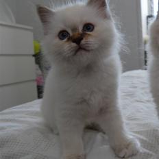 Hellig Birma DeLaCour's Amelié Gentiel