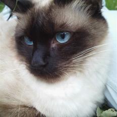 Ragdoll Dina<3