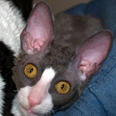 Cornish Rex Yeoman Knight of Kandinsk