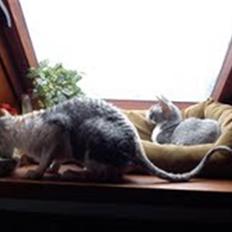 Cornish Rex Yeoman Knight of Kandinsk