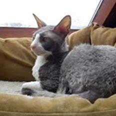 Cornish Rex Yeoman Knight of Kandinsk