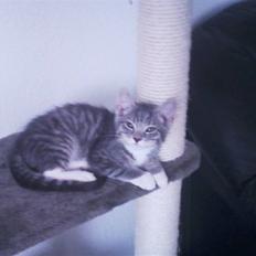 Huskat Løve (vidre givet)