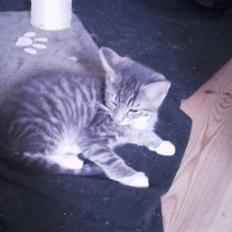 Huskat Løve (vidre givet)