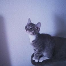 Huskat Løve (vidre givet)