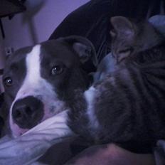 Huskat Tiger (vidre givet)