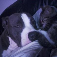 Huskat Tiger (vidre givet)