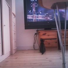 Huskat Tiger (vidre givet)