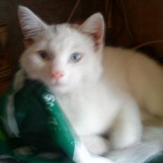 Huskat snowball/solgt