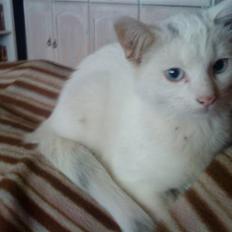 Huskat snowball/solgt