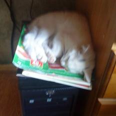 Huskat snowball/solgt