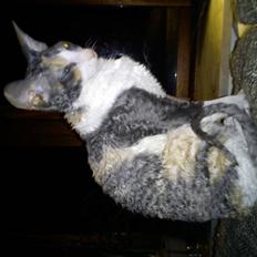 Cornish Rex Yeoman Nadira Warda