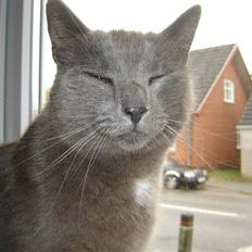 Blanding af racer Malte