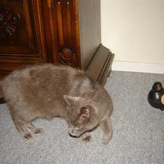 Blanding af racer Malte