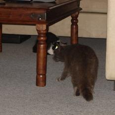 Blanding af racer Malte