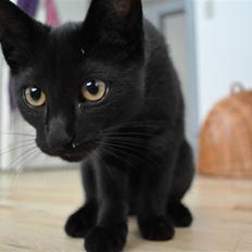 Blanding af racer Sophie Joy