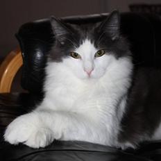 Norsk Skovkat Miss Ronski's Blue Baloo