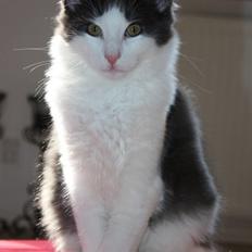 Norsk Skovkat Miss Ronski's Blue Baloo