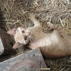 Huskat Den røde baron (Baronen)R