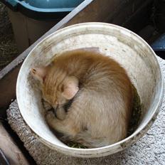 Huskat Den røde baron (Baronen)R