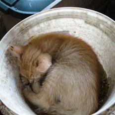 Huskat Den røde baron (Baronen)R