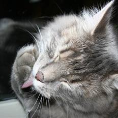 Blanding af racer Trold