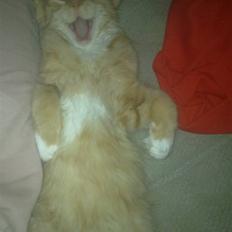 Blanding af racer Mr. Trouble