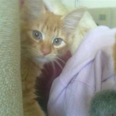 Blanding af racer Mr. Trouble