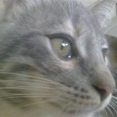 Blanding af racer BimBam