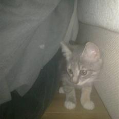 Blanding af racer BimBam