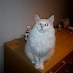 Maine Coon Smilla  (er drægtig)