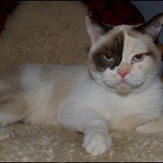 British Shorthair DK Kikkenborg Andrea