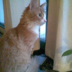 Blanding af racer Mille