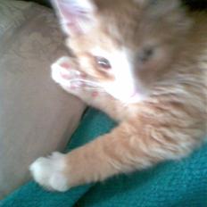 Blanding af racer Mille