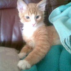 Blanding af racer Mille