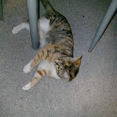 Huskat Trica *R.I.P 22/05/2013*