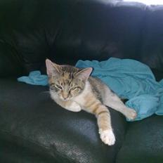 Huskat Trica *R.I.P 22/05/2013*