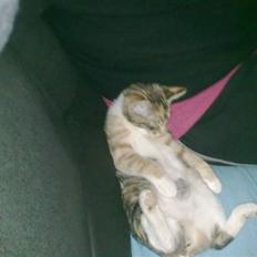 Huskat Trica *R.I.P 22/05/2013*