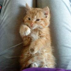 Blanding af racer Efi