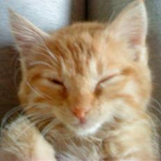 Blanding af racer Efi