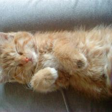 Blanding af racer Efi