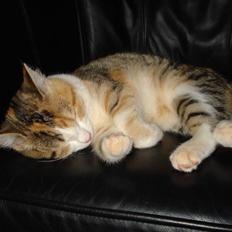 Blanding af racer Miss BuBeL