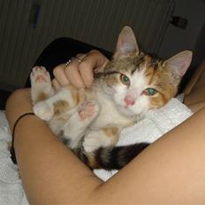 Blanding af racer Miss BuBeL