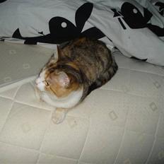 Blanding af racer Miss BuBeL