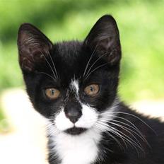 Blanding af racer Tom