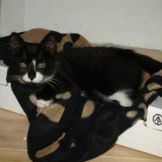 Blanding af racer Tom