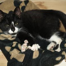 Blanding af racer Tom