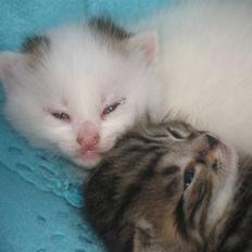 Huskat Zacho´s Marco