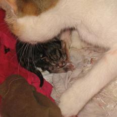 Huskat Zacho´s Marco