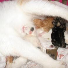 Huskat Zacho´s Marco