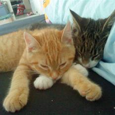 Blanding af racer Simba